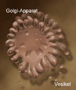 golgi
