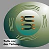 zellteilung