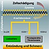 schmerz