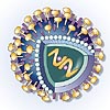 HIV-Virus