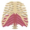 Atmung