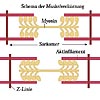 Muskel