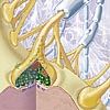 Synapse2